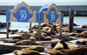 Sea lions on Pier 39